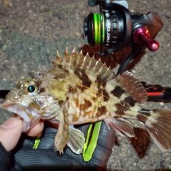 2023/02/05 南港ライトゲーム釣行