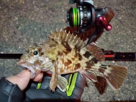 2023/02/05 南港ライトゲーム釣行…