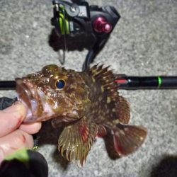 2023/02/07 南港ライトゲーム釣行