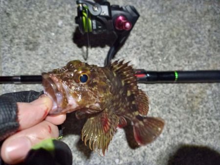 2023/02/07 南港ライトゲーム釣行