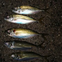 アジがいました少しだけ