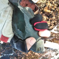 フカセ‥最高ですネ・・風強・・