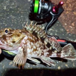 2023/02/09 南港ライトゲーム釣行