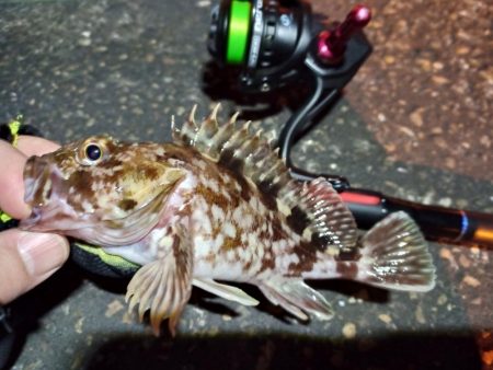 2023/02/09 南港ライトゲーム釣行