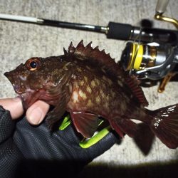 2023/02/12 南港ライトゲーム釣行