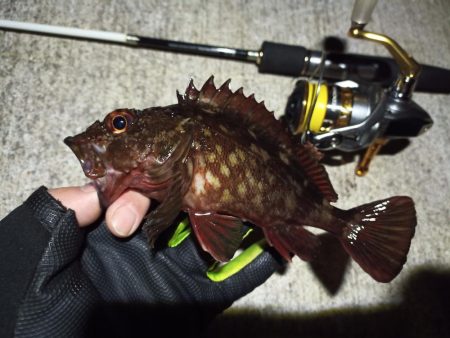 2023/02/12 南港ライトゲーム釣行