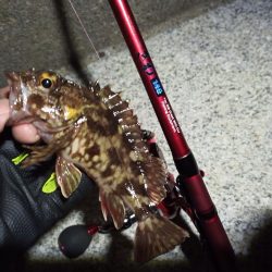 2023/02/16 南港ライトゲーム釣行