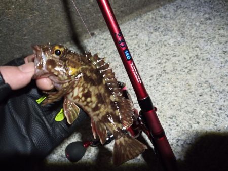 2023/02/16 南港ライトゲーム釣行