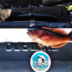 フカセ‥最高ですネ・・