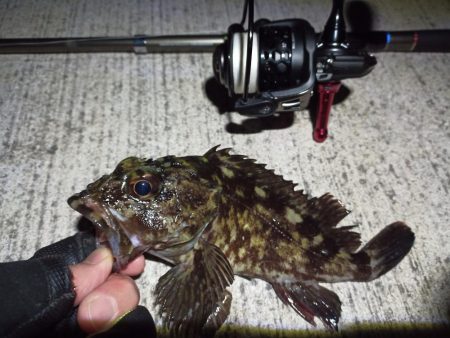 2023/02/17 南港ライトゲーム釣行