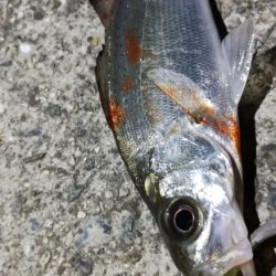 メバルルアーにグレ