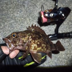 2023/02/22 南港ライトゲーム釣行