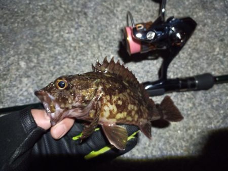 2023/02/22 南港ライトゲーム釣行