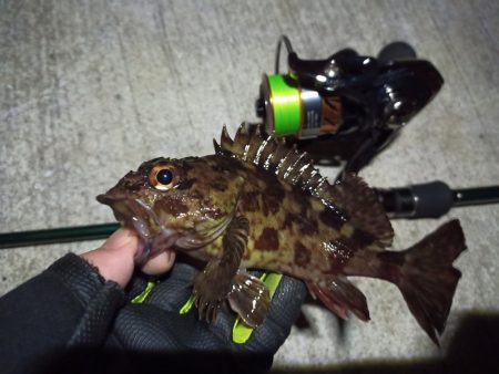 2023/02/23 南港ライトゲーム釣行…