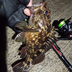 2023/02/24 南港ライトゲーム釣行