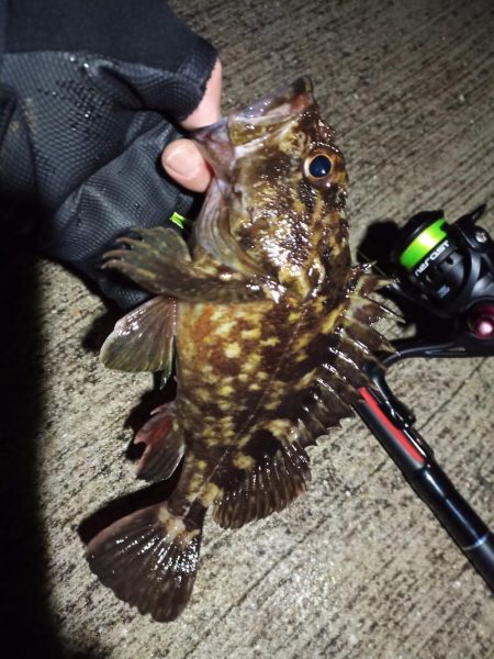 2023/02/24 南港ライトゲーム釣行