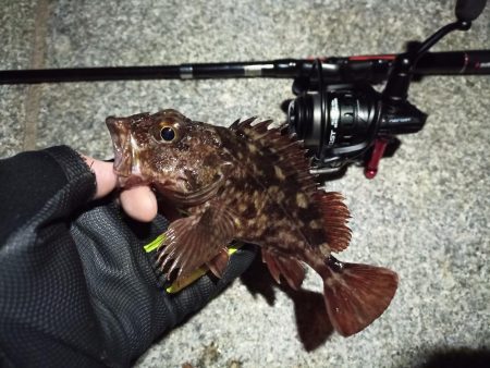 2023/02/27 南港ライトゲーム釣行