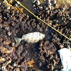 フカセ‥最高ですネ・・