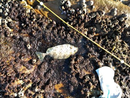 フカセ‥最高ですネ・・