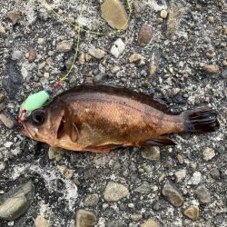 嬉しいメバルにカサゴ7匹！