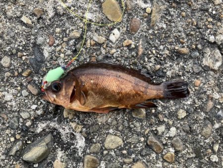 嬉しいメバルにカサゴ7匹！