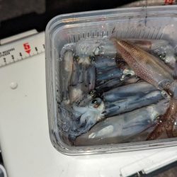 ヒイカエギング