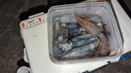 ヒイカエギング