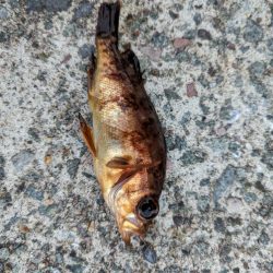 デイメバリング