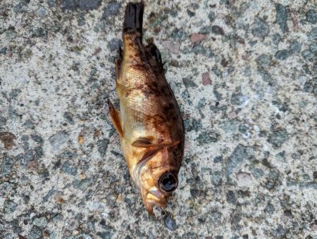 デイメバリング