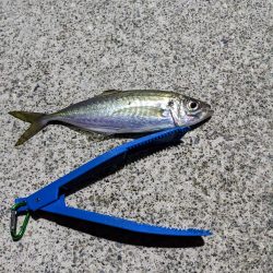 初フロートリグ釣行