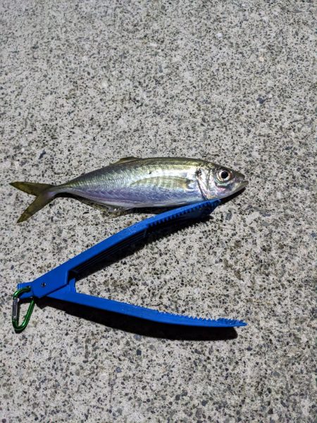 初フロートリグ釣行