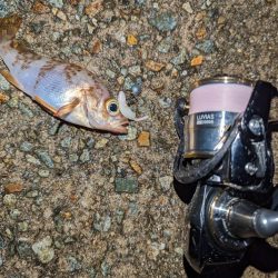 ナイトメバリング