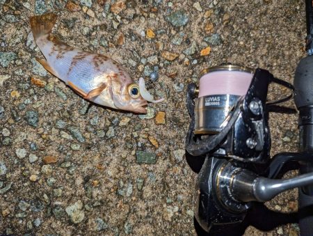 ナイトメバリング