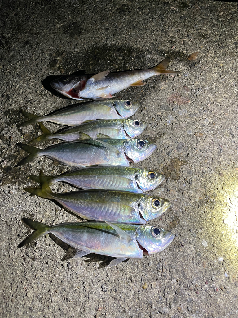 極寒のアジング