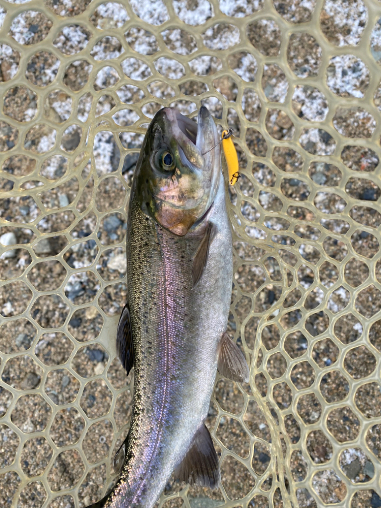 50アップを求めて