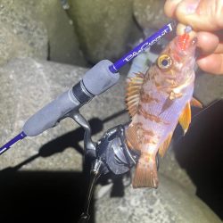 メバルを求めるも、、、