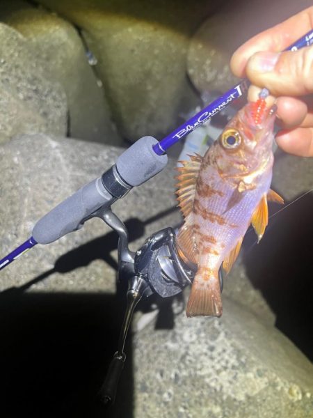 メバルを求めるも、、、