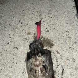 地元でのコウイカ狙い