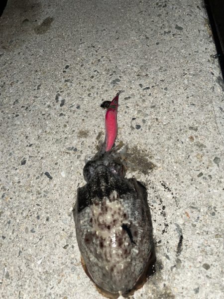 地元でのコウイカ狙い