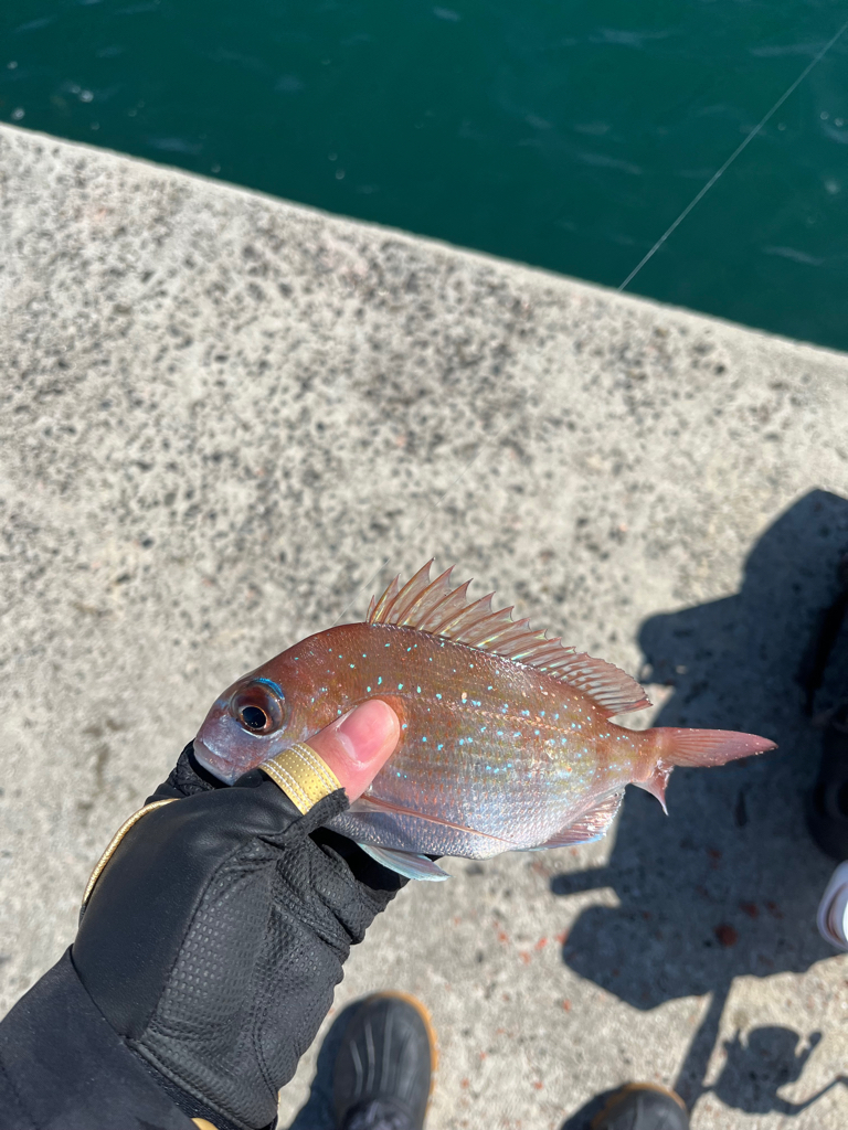 大三島　フカセ釣り