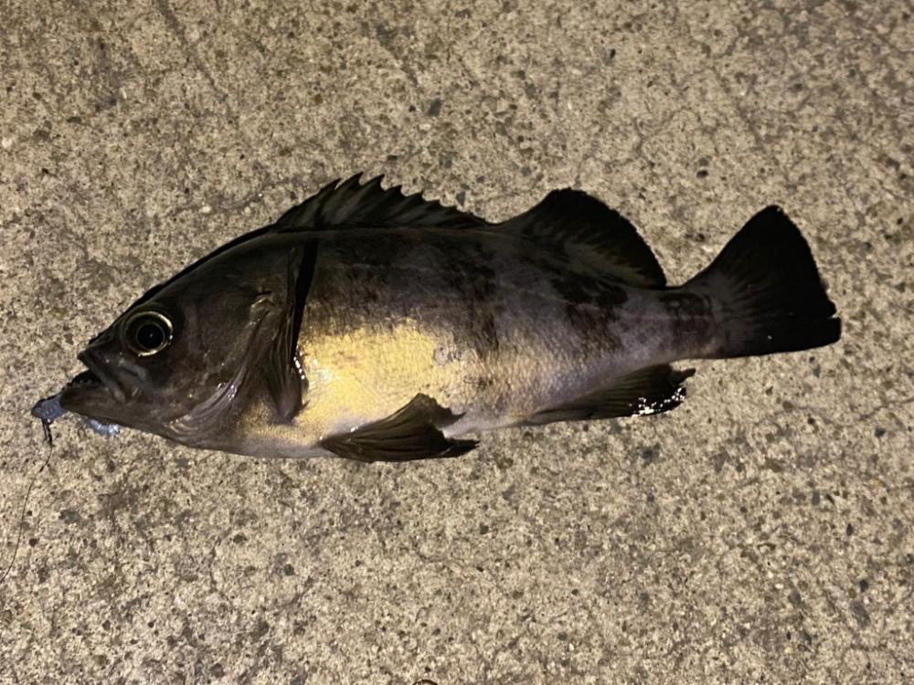 淡路メバリング