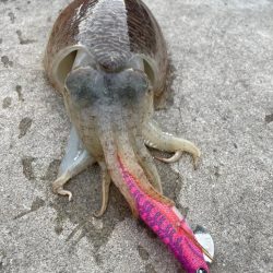 スミイカエギング