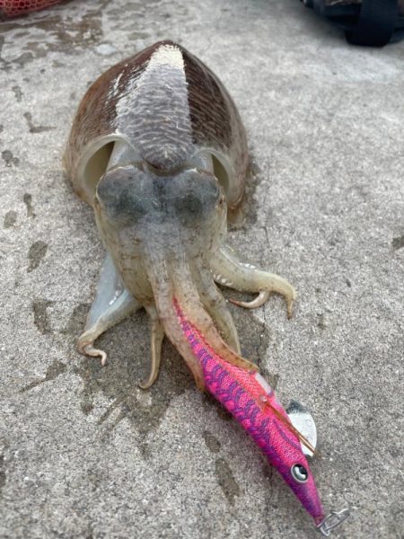 スミイカエギング