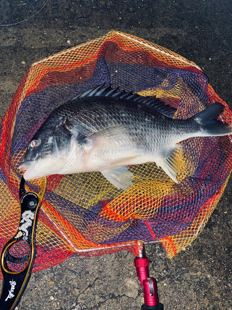 ヘチってきました