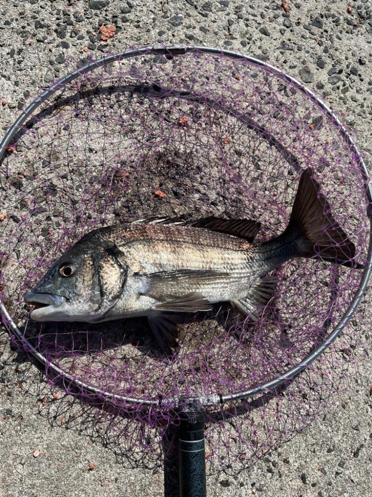 フカセ釣り　ハリス切られまくり