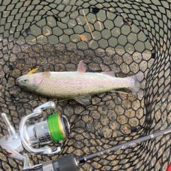 鯵道とファインテールでトラウトツヌケ！