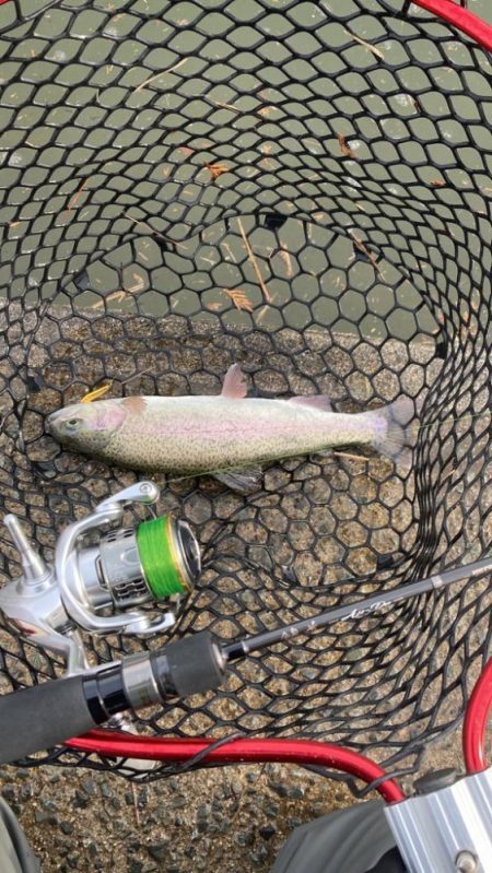 鯵道とファインテールでトラウトツヌケ！