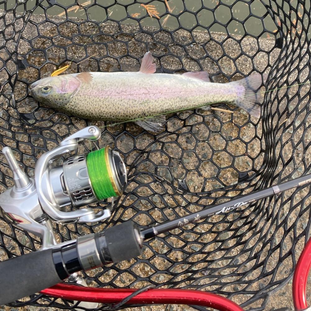 庄原リベンジトラウト無事つ抜け！