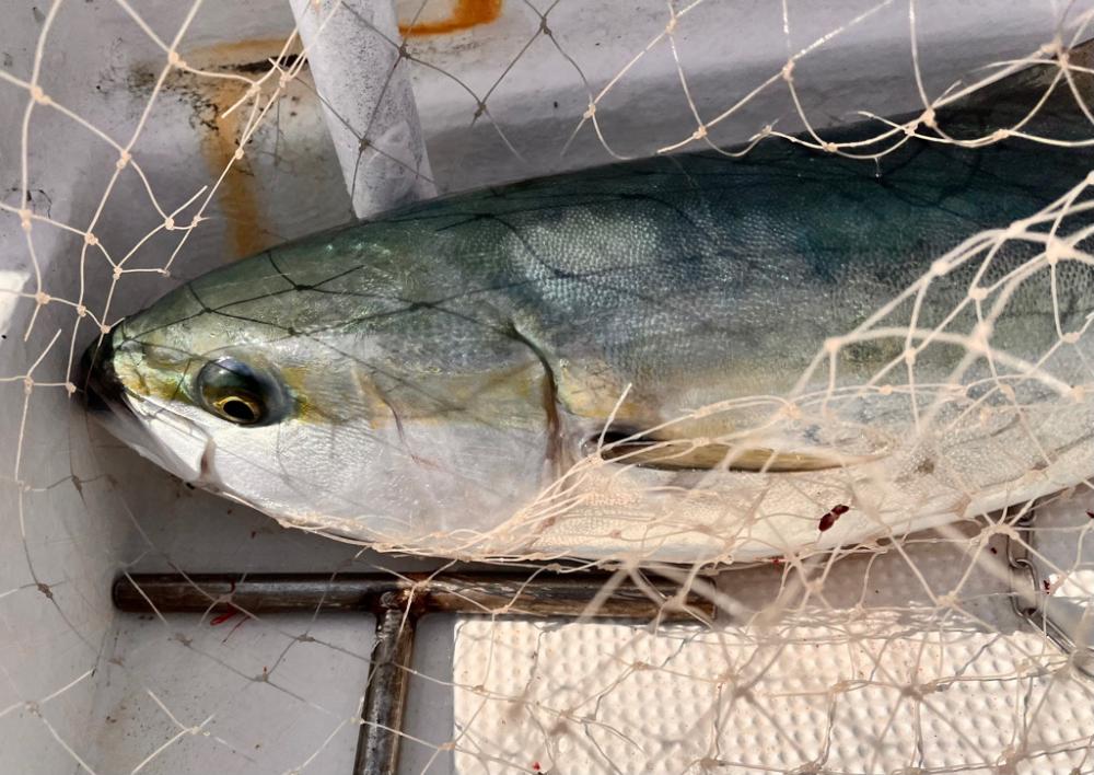 反応はあるが、