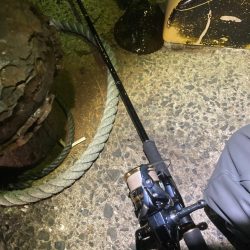 餌木蔵ヤリイカゲット！